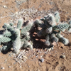 Cylindropuntia fulgida var. mamillata | Boxing glove cactus